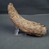 Cuerno de Bison priscus