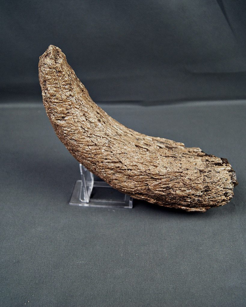 Cuerno de Bison priscus