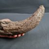 Cuerno de Bison priscus