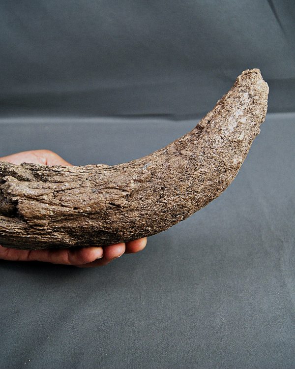 Cuerno de Bison priscus