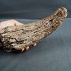 Cuerno de Bison priscus