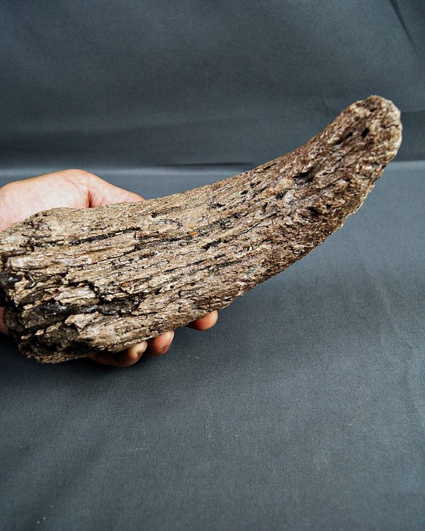 Cuerno de Bison priscus