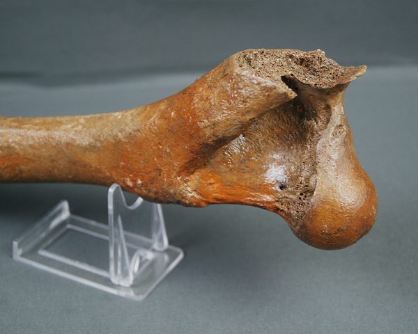 Húmero de gran ciervo (posible Megaloceros)