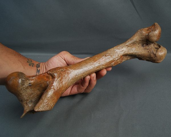 Húmero de gran ciervo (posible Megaloceros)