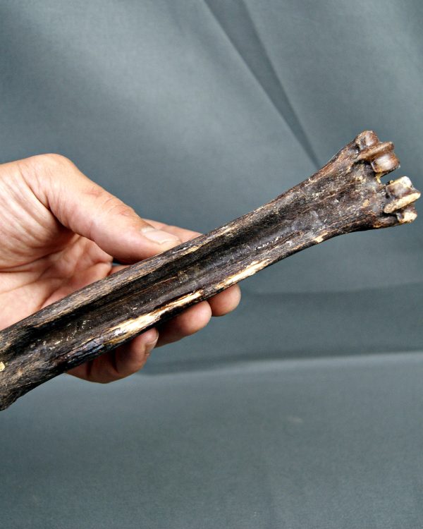 Hueso de cabra montesa