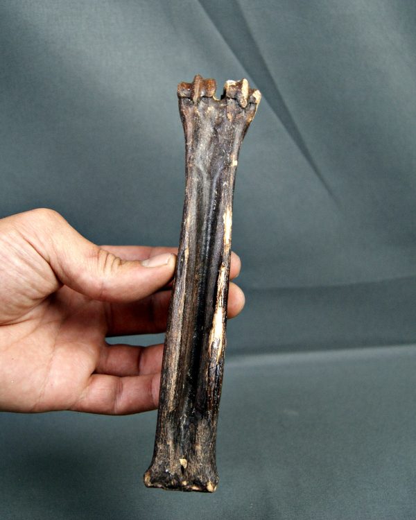 Hueso de cabra montesa