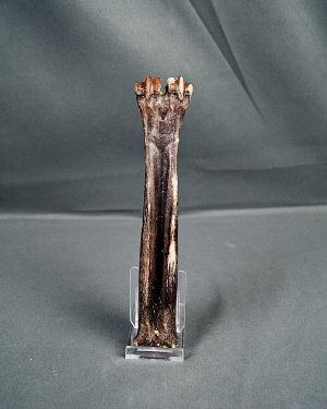 Hueso de cabra montesa