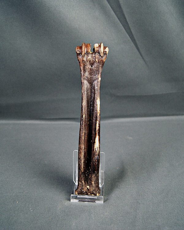 Hueso de cabra montesa