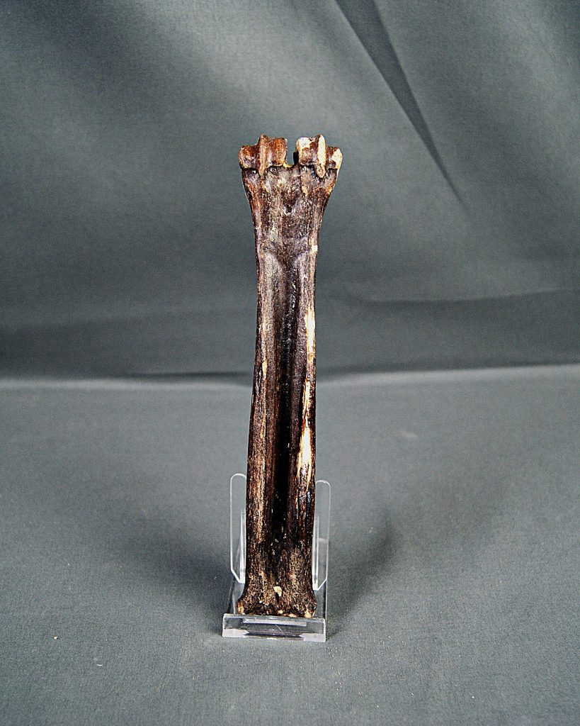 Hueso de cabra montesa