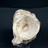 Vértebra de Enchodus libycus