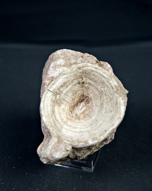 Vértebra de Enchodus libycus