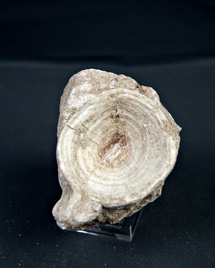 Vértebra de Enchodus libycus
