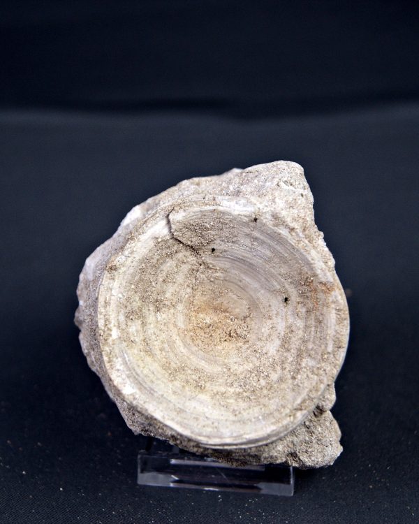 Vértebra de Enchodus libycus