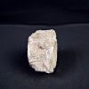 Vértebra de Enchodus libycus