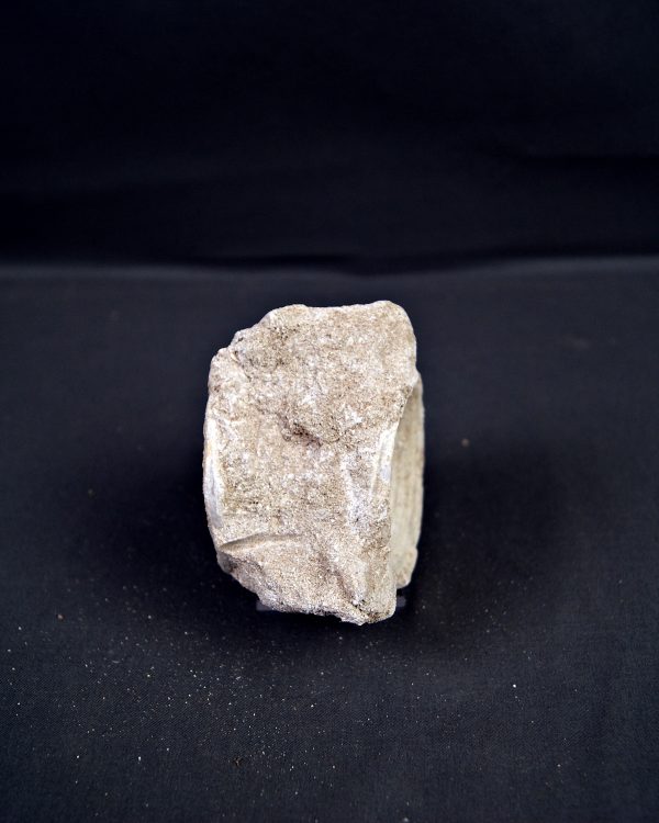 Vértebra de Enchodus libycus
