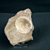 Vértebra de Enchodus libycus