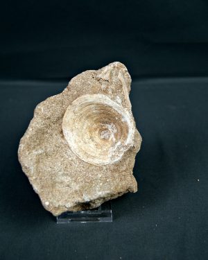 Vértebra de Enchodus libycus