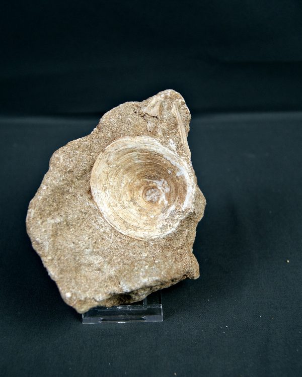 Vértebra de Enchodus libycus