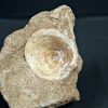 Vértebra de Enchodus libycus