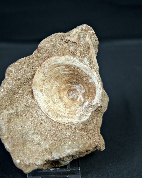 Vértebra de Enchodus libycus