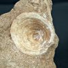 Vértebra de Enchodus libycus