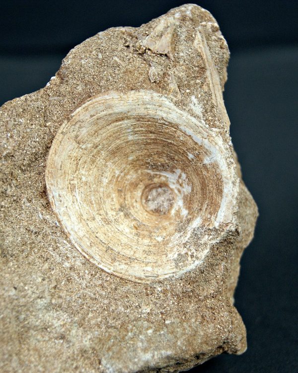 Vértebra de Enchodus libycus