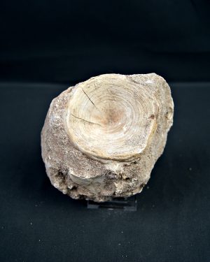 Enchodus libycus