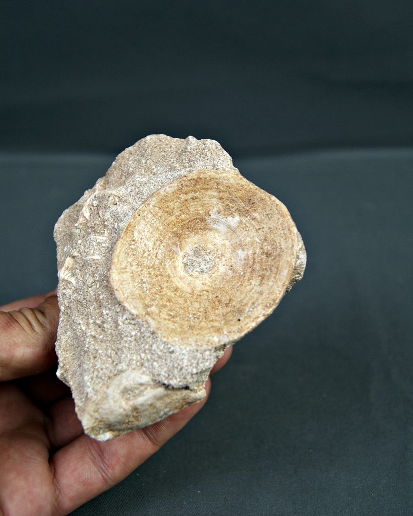 Vértebra de Otodus obliquus