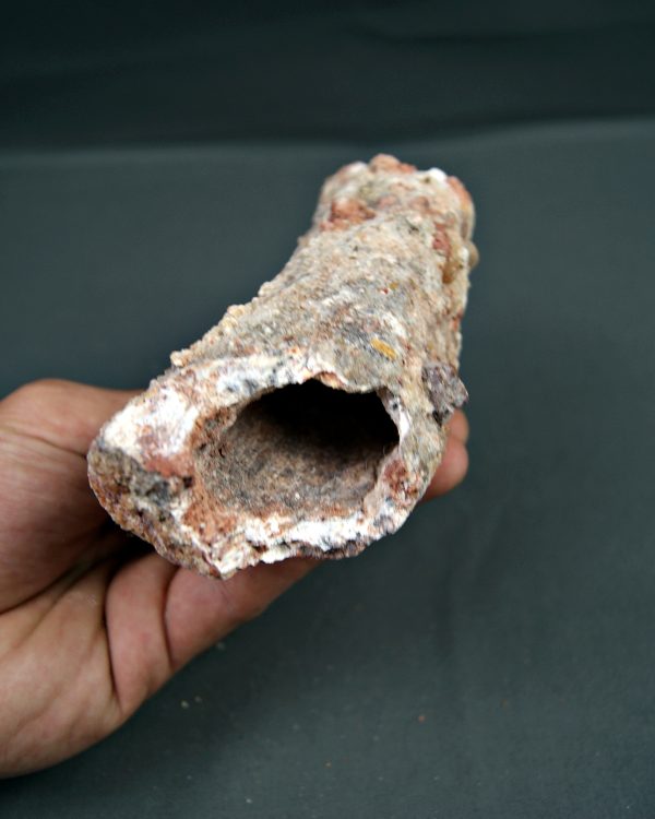 Hueso de dinosaurio