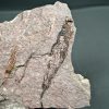 Eocrinoideos y trilobite