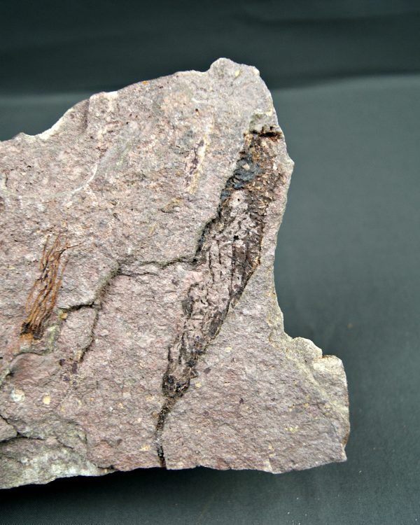 Eocrinoideos y trilobite
