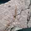 Eocrinoideos y trilobite