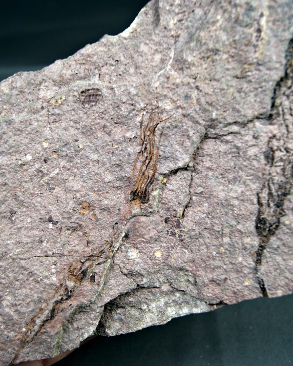 Eocrinoideos y trilobite