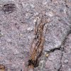 Eocrinoideos y trilobite