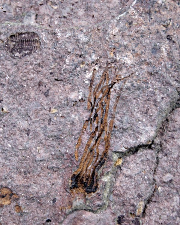 Eocrinoideos y trilobite