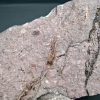 Eocrinoideos y trilobite