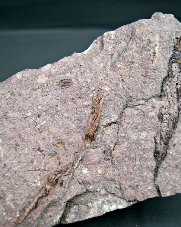 Eocrinoideos y trilobite