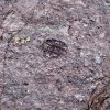 Eocrinoideos y trilobite