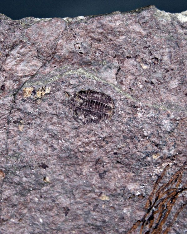 Eocrinoideos y trilobite