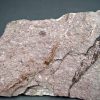Eocrinoideos y trilobite