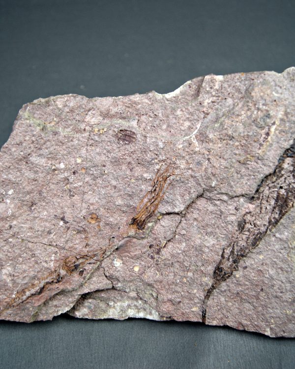 Eocrinoideos y trilobite
