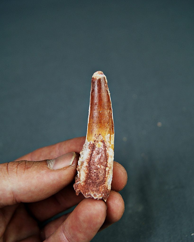 Spinosaurus aegyptiacus