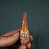 SONY DSC Spinosaurus aegyptiacus